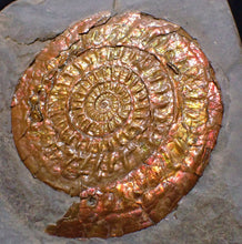 Load image into Gallery viewer, Perfect large Copper and red iridescent Caloceras display ammonite