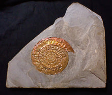 Load image into Gallery viewer, Perfect large Copper and red iridescent Caloceras display ammonite