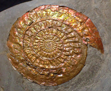 Load image into Gallery viewer, Perfect large Copper and red iridescent Caloceras display ammonite