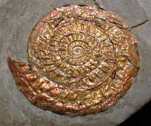 Load image into Gallery viewer, Perfect large Copper and red iridescent Caloceras display ammonite
