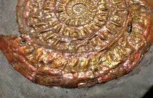 Load image into Gallery viewer, Perfect large Copper and red iridescent Caloceras display ammonite