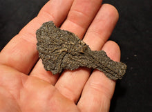 Load image into Gallery viewer, Juvenile crinoid fossil (60 mm)