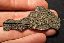 Load image into Gallery viewer, Juvenile crinoid fossil (60 mm)