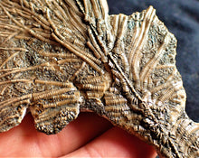 Load image into Gallery viewer, Crinoid fossil with amazing detail (98 mm)
