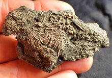 Load image into Gallery viewer, Crinoid fossil with complete 3D head (63 mm)