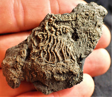 Load image into Gallery viewer, Crinoid fossil with complete 3D head (63 mm)