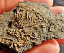 Load image into Gallery viewer, Crinoid fossil with complete 3D head (63 mm)