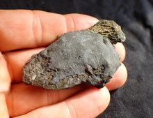 Load image into Gallery viewer, Crinoid fossil with complete 3D head (63 mm)