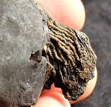 Load image into Gallery viewer, Crinoid fossil with complete 3D head (63 mm)