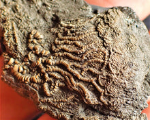 Load image into Gallery viewer, Crinoid fossil with complete 3D head (63 mm)