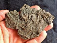 Load image into Gallery viewer, Crinoid fossil with complete detailed heads (95 mm)