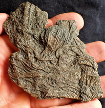 Load image into Gallery viewer, Crinoid fossil with complete detailed heads (95 mm)