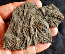 Load image into Gallery viewer, Crinoid fossil with complete detailed heads (95 mm)