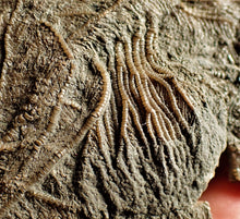 Load image into Gallery viewer, Crinoid fossil with complete detailed heads (95 mm)