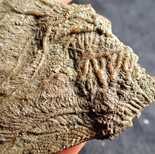 Load image into Gallery viewer, Crinoid fossil with complete detailed heads (95 mm)