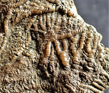 Load image into Gallery viewer, Crinoid fossil with complete detailed heads (95 mm)