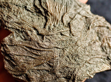 Load image into Gallery viewer, Crinoid fossil with complete detailed heads (95 mm)