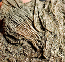 Load image into Gallery viewer, Crinoid fossil with complete detailed heads (95 mm)
