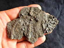 Load image into Gallery viewer, Crinoid fossil with complete detailed heads (95 mm)