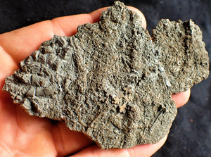 Crinoid fossil with complete detailed heads (95 mm)