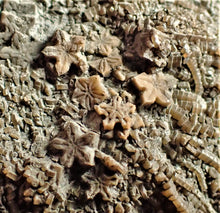 Load image into Gallery viewer, Crinoid fossil with complete detailed heads (95 mm)