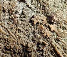 Load image into Gallery viewer, Crinoid fossil with complete detailed heads (95 mm)