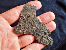 Load image into Gallery viewer, Crinoid fossil with complete highly detailed heads (80 mm)