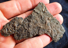 Load image into Gallery viewer, Crinoid fossil with complete highly detailed heads (80 mm)