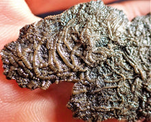 Load image into Gallery viewer, Crinoid fossil with complete highly detailed heads (80 mm)
