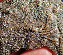 Load image into Gallery viewer, Crinoid fossil with complete highly detailed heads (80 mm)