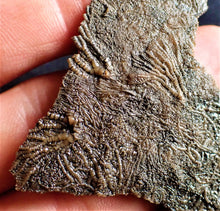 Load image into Gallery viewer, Crinoid fossil with complete highly detailed heads (80 mm)