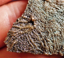 Load image into Gallery viewer, Crinoid fossil with complete highly detailed heads (80 mm)