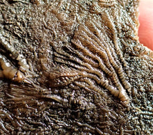Load image into Gallery viewer, Crinoid fossil with complete highly detailed heads (80 mm)