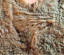 Load image into Gallery viewer, Crinoid fossil with complete highly detailed heads (80 mm)