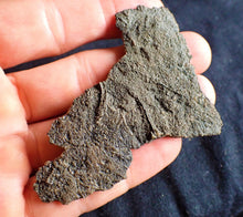 Load image into Gallery viewer, Crinoid fossil with complete highly detailed heads (80 mm)