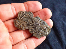 Load image into Gallery viewer, Crinoid fossil with complete highly detailed heads (55 mm)