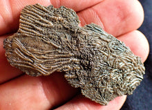 Load image into Gallery viewer, Crinoid fossil with complete highly detailed heads (55 mm)