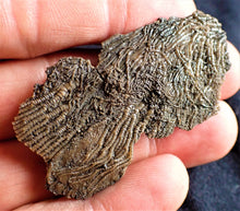 Load image into Gallery viewer, Crinoid fossil with complete highly detailed heads (55 mm)