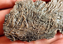 Load image into Gallery viewer, Crinoid fossil with complete highly detailed heads (55 mm)