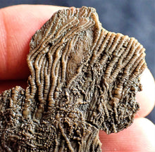 Load image into Gallery viewer, Crinoid fossil with complete highly detailed heads (55 mm)