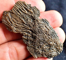 Load image into Gallery viewer, Crinoid fossil with complete highly detailed heads (55 mm)