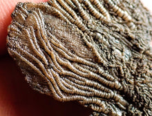 Load image into Gallery viewer, Crinoid fossil with complete highly detailed heads (55 mm)