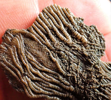Load image into Gallery viewer, Crinoid fossil with complete highly detailed heads (55 mm)