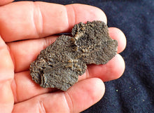 Load image into Gallery viewer, Crinoid fossil with complete highly detailed heads (55 mm)