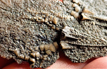 Load image into Gallery viewer, Crinoid fossil with complete highly detailed heads (55 mm)