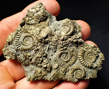 Load image into Gallery viewer, Large pyrite multi-ammonite & bivalve fossil (72 mm)