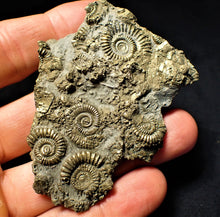 Load image into Gallery viewer, Large pyrite multi-ammonite & bivalve fossil (72 mm)