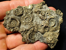 Load image into Gallery viewer, Large pyrite multi-ammonite & bivalve fossil (72 mm)
