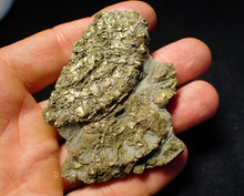 Load image into Gallery viewer, Large pyrite multi-ammonite & bivalve fossil (72 mm)