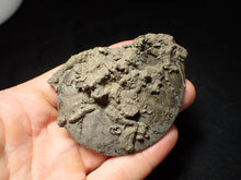 Load image into Gallery viewer, Large Oxynoticeras pyrite ammonite fossil (80 mm)